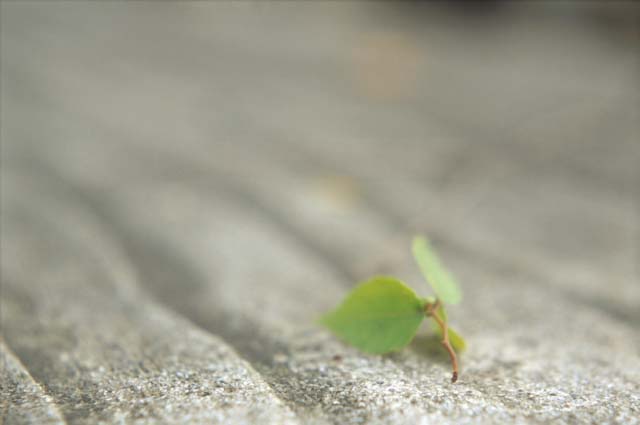 table50px.jpg (18647 oCg)