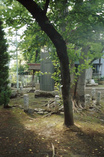tree35.jpg (57890 oCg)