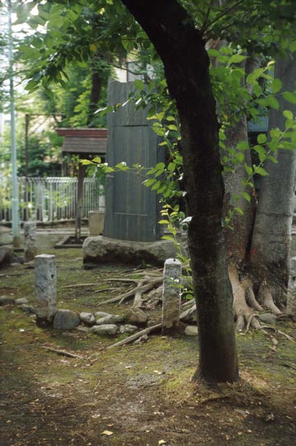 tree50.jpg (58650 oCg)