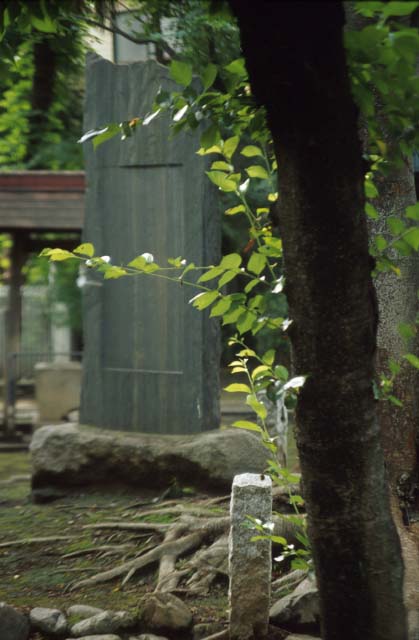 tree85.jpg (42389 oCg)