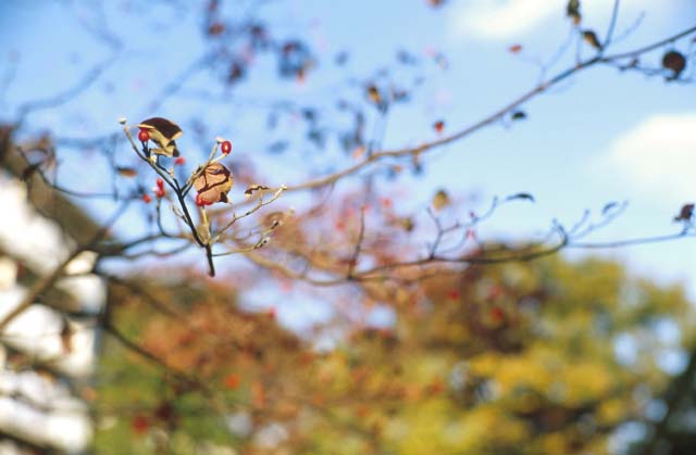 leaf-nocti.jpg (31852 �o�C�g)