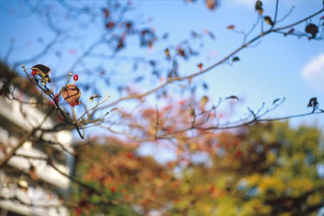leaf-summicron.jpg (36299 �o�C�g)